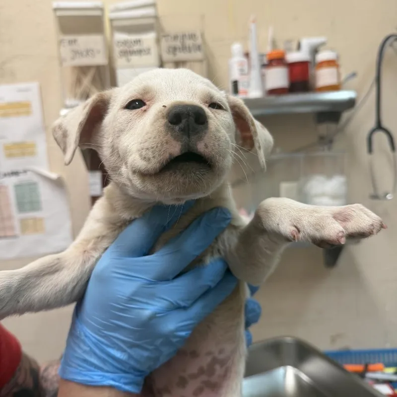 A baby small-sized female White / Cream Pit Bull Terrier dog named Zanaida for adoption in Birmingham, AL