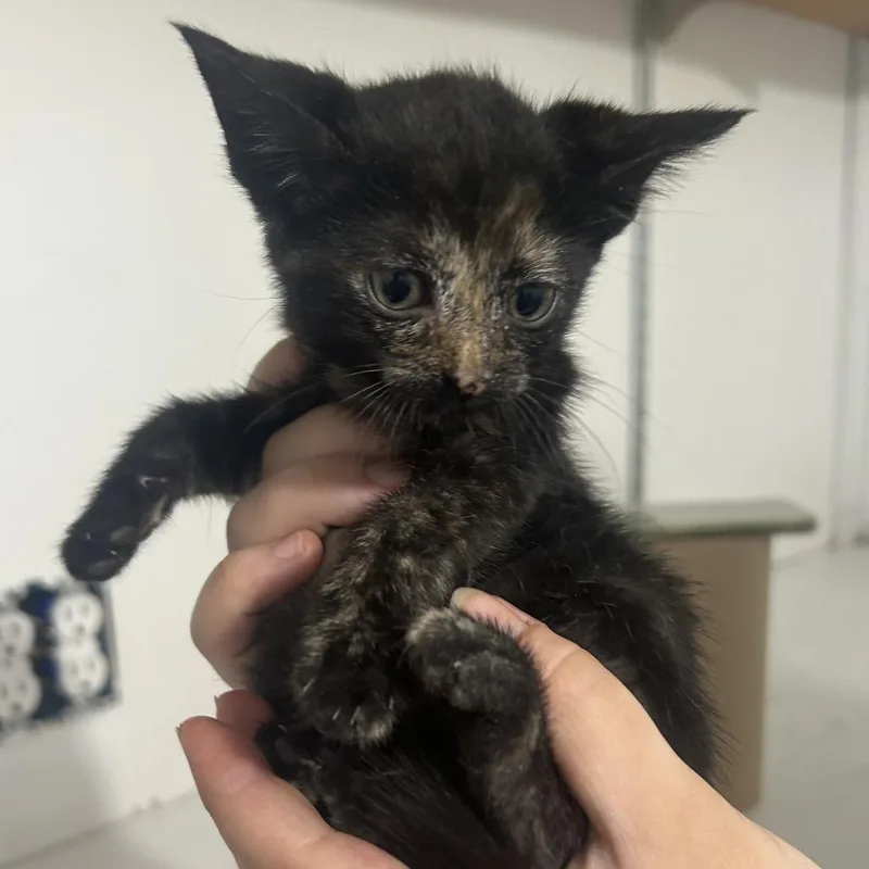 A baby small-sized female Tortoiseshell Domestic Short Hair cat named Skittles for adoption in West Point, MS