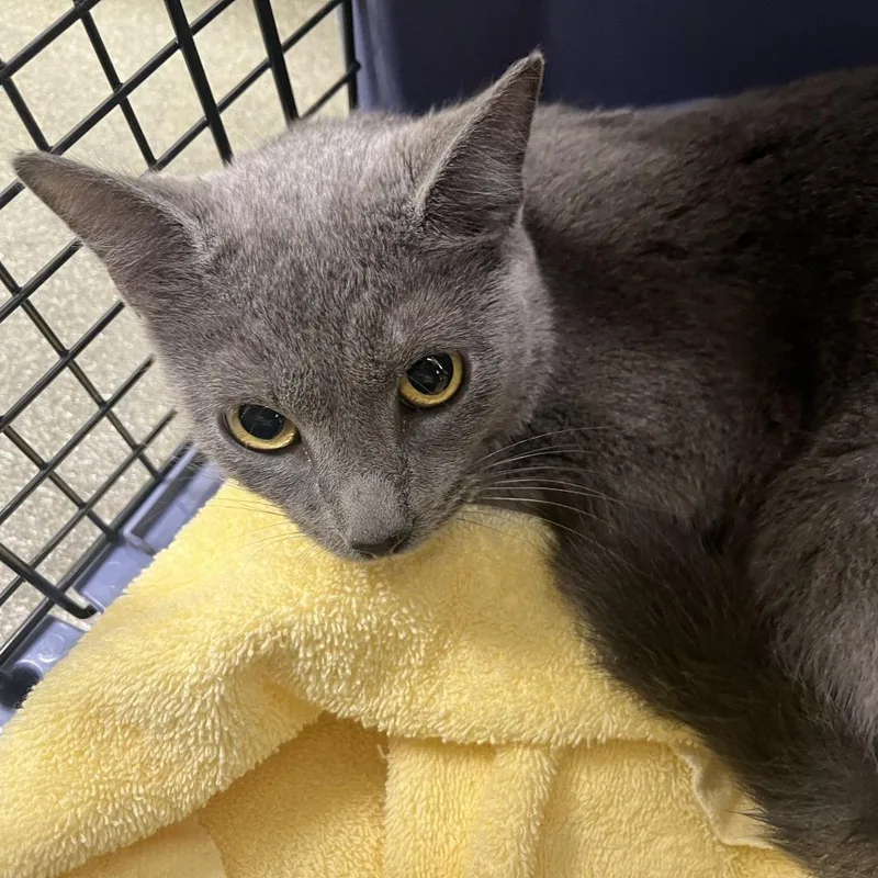A young medium-sized female Gray / Blue / Silver Domestic Short Hair cat named 71450 for adoption in Harrisonburg, VA