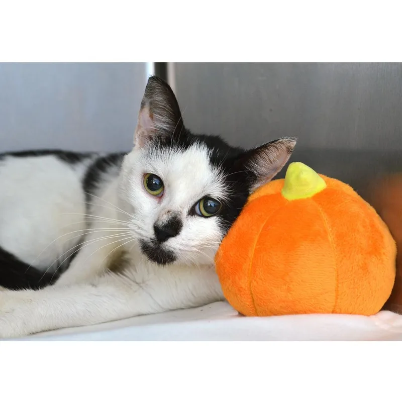 An adult small-sized female Domestic Short Hair cat named Alanna for adoption in Sanford, FL