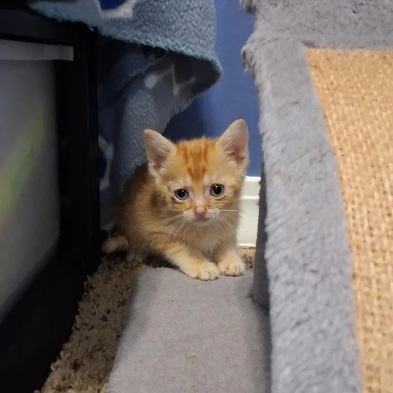 A baby small-sized male Orange / Red Domestic Short Hair cat named Perkins C for adoption in Princeton, MN
