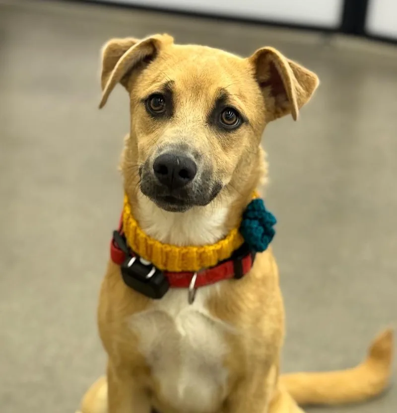 A baby medium-sized female Shepherd dog named Ragosa for adoption in Fort Lupton, CO