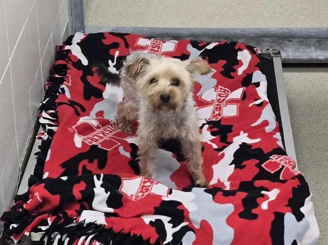 An adult small-sized male Yorkshire Terrier dog named Jimmothy for adoption in Omaha, NE