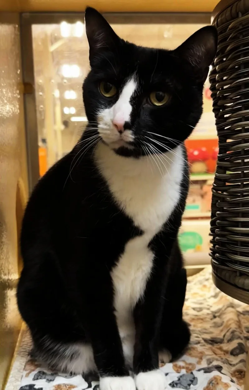 An adult medium-sized female Black & White / Tuxedo Tuxedo cat named Viola for adoption in San Jose, CA