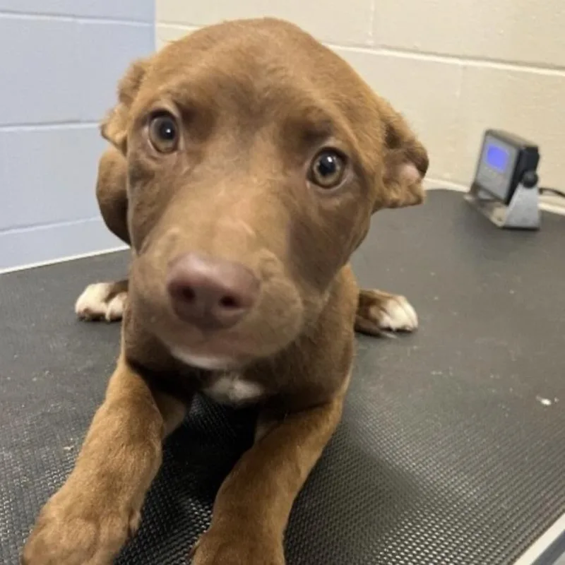 A baby large-sized female Red / Chestnut / Orange Mixed Breed dog named Toffee for adoption in Springboro, OH