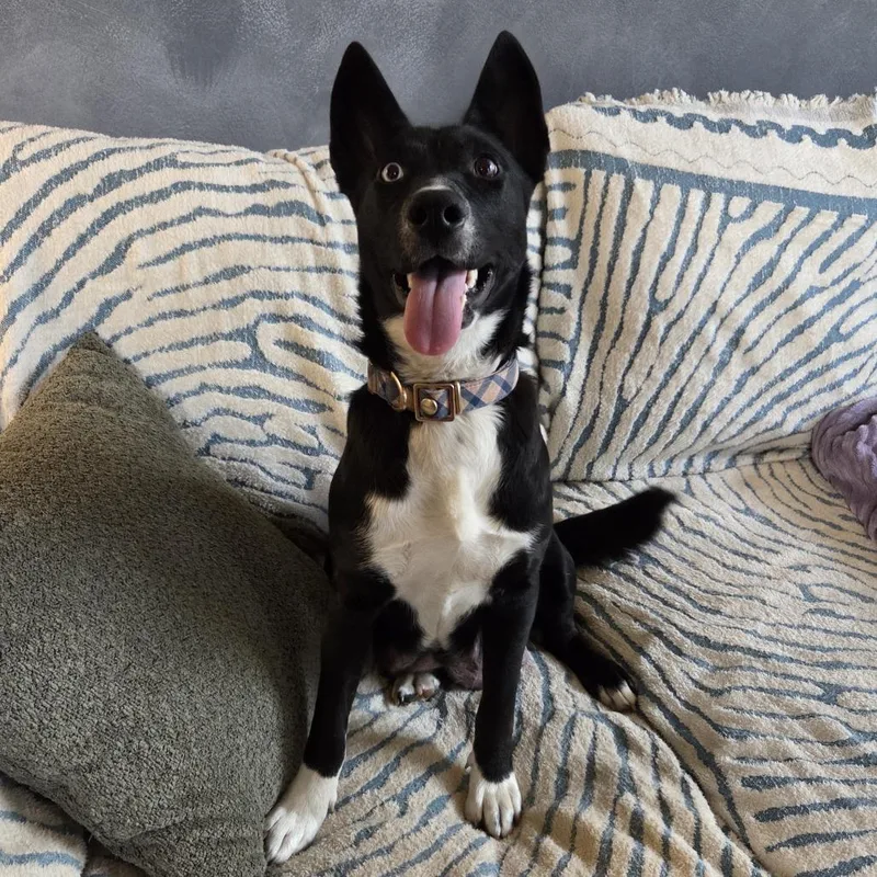 A young medium-sized female Black Shepherd dog named Mama Dolo for adoption in Chattanooga, TN