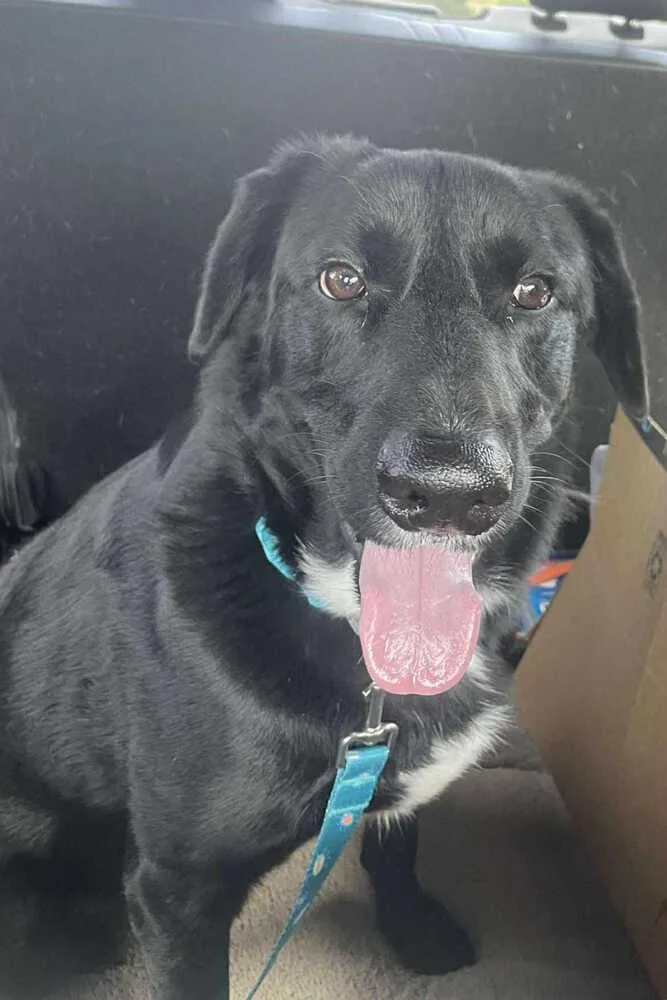 Lucky Litter: Gunnar