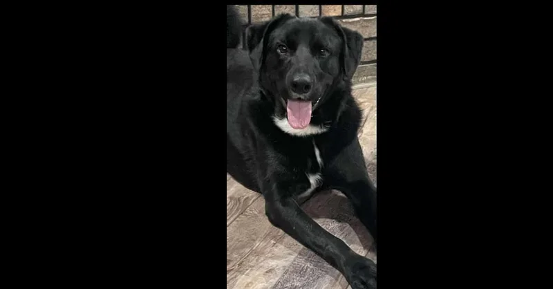 Lucky Litter: Gunnar thumbnail 2