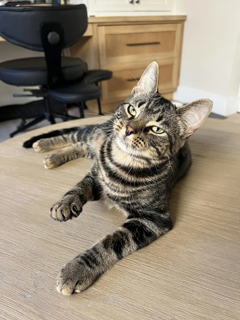 A baby medium-sized male Tabby (Brown / Chocolate) Domestic Short Hair cat named Apollo for adoption in Houston, TX