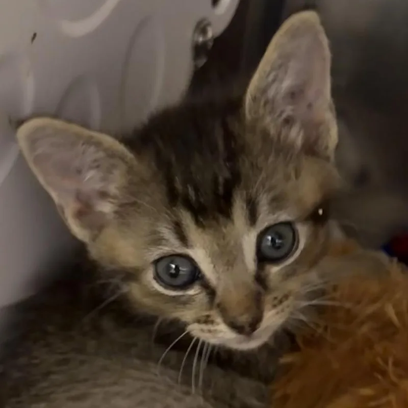 A baby small-sized female Domestic Short Hair cat named Lizzy for adoption in Cumming, GA