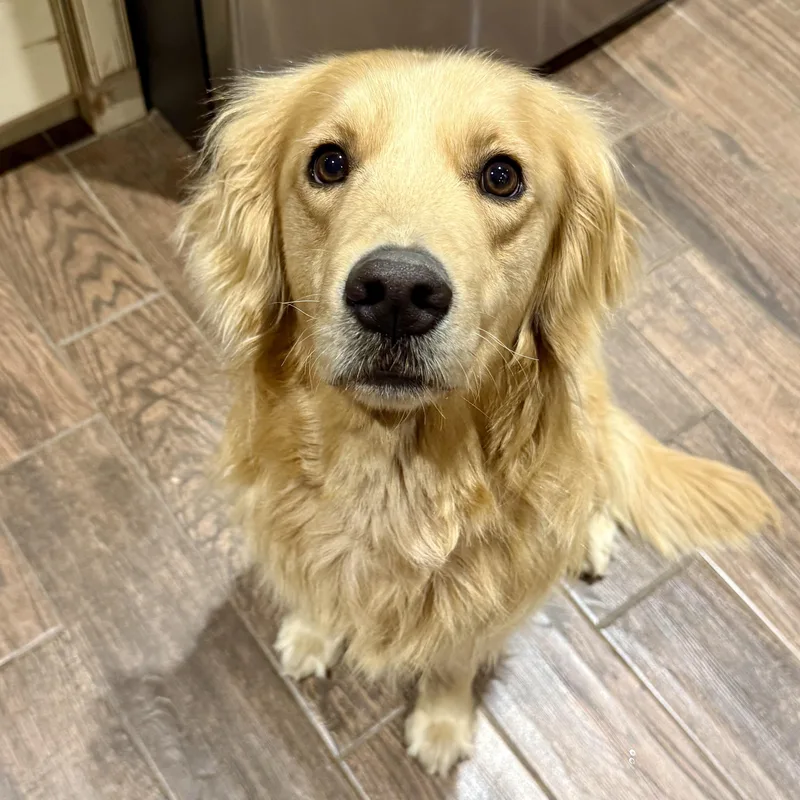 Dillon