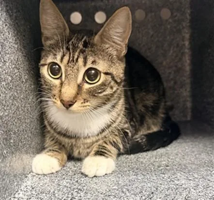 An adult large-sized female Domestic Short Hair cat named Jewl for adoption in Chatsworth, CA