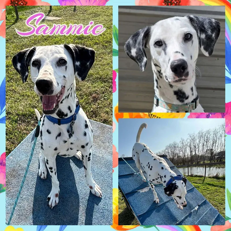 A young medium-sized female Dalmatian dog named Sammie for adoption in Colorado Springs, CO