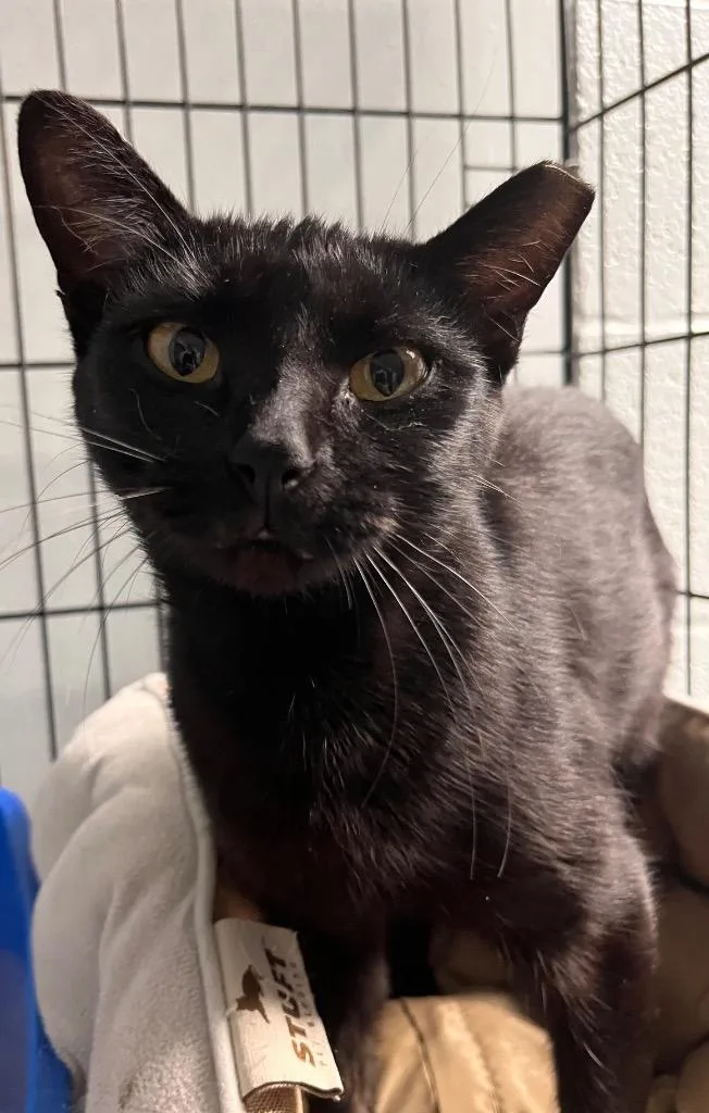 A young medium-sized female Domestic Short Hair cat named Zelda for adoption in Huntington, IN