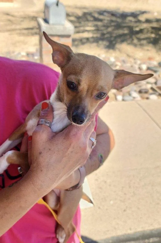 A young small-sized female Chihuahua dog named Cinnabon for adoption in Mesa, AZ