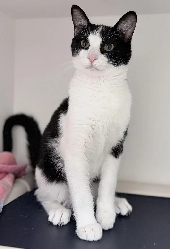 A young medium-sized male Black Domestic Short Hair cat named Trout for adoption in Fruit Heights, UT