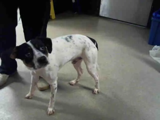 A senior large-sized male Pointer dog named Prince for adoption in Charlotte, NC