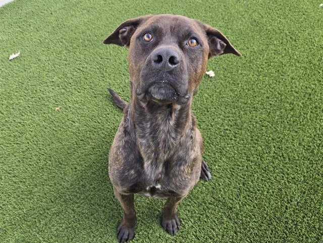 A young large-sized male Cane Corso dog named Jedi for adoption in Auburn, CA