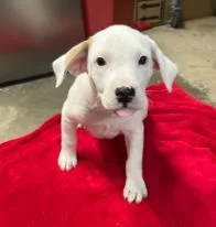 A baby medium-sized male Mixed Breed dog named Earl for adoption in West Chester, PA