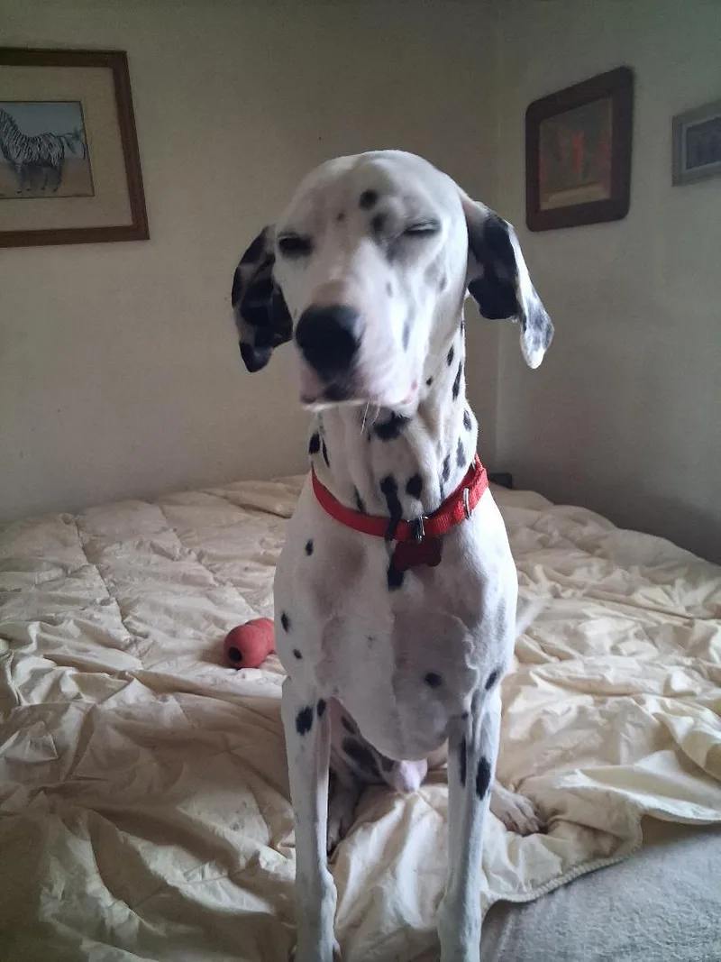Pongo