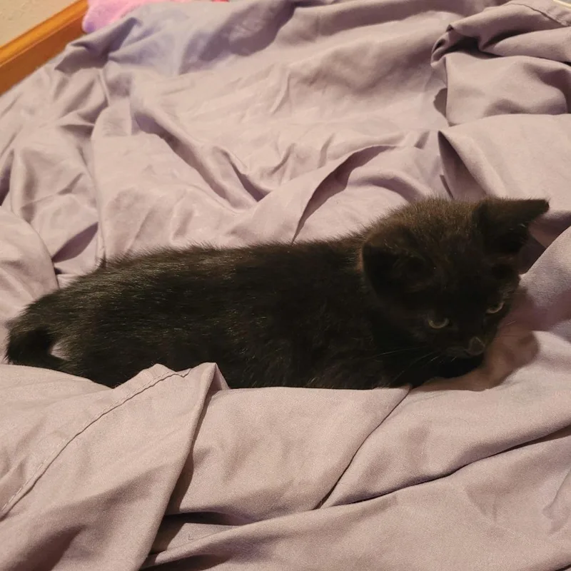 A baby small-sized female Black Domestic Short Hair cat named Midsy C for adoption in Princeton, MN