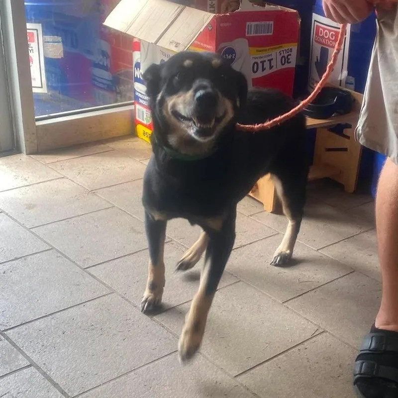 A senior medium-sized female Black Mixed Breed dog named Iggy Azalea Stray Hold for adoption in Huntington, WV