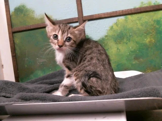 A baby small-sized female Domestic Short Hair cat named Sasori for adoption in Houston, TX