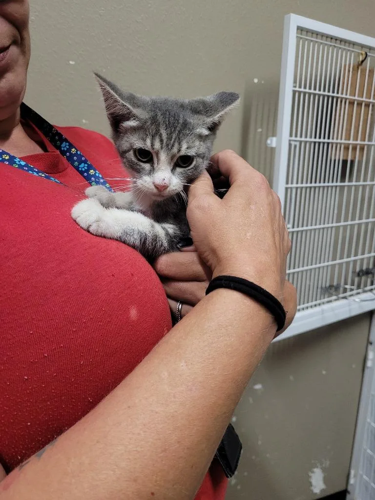 A baby small-sized female Domestic Short Hair cat named Kira for adoption in Huntsville, TX