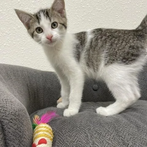 A baby medium-sized male Tabby (Brown / Chocolate) Domestic Short Hair cat named Poppi for adoption in Red Wing, MN