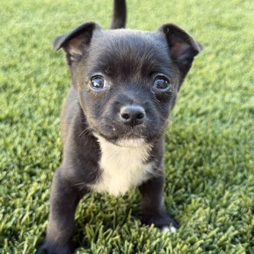 A baby small-sized female Black Chihuahua dog named Pipsqueak for adoption in Henderson, NV