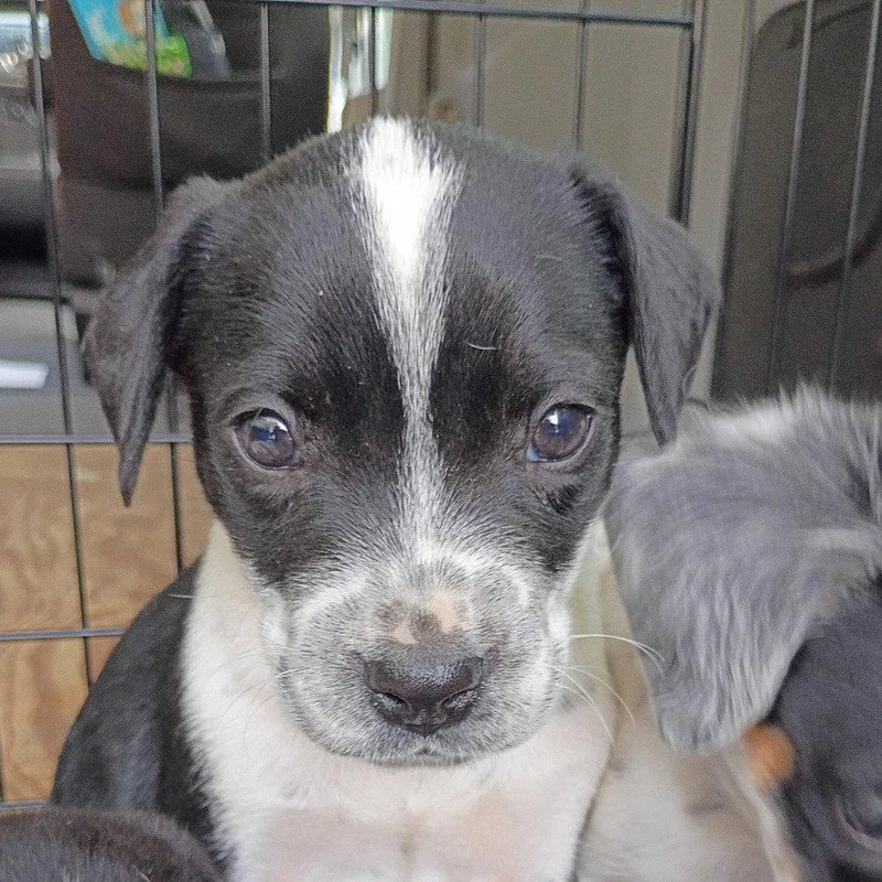 A young small-sized male Dalmatian dog named Bob for adoption in Dallas, TX