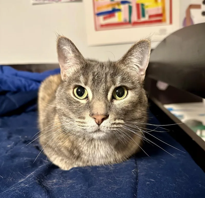 An adult medium-sized female Domestic Short Hair cat named Ginger for adoption in Palmer, AK