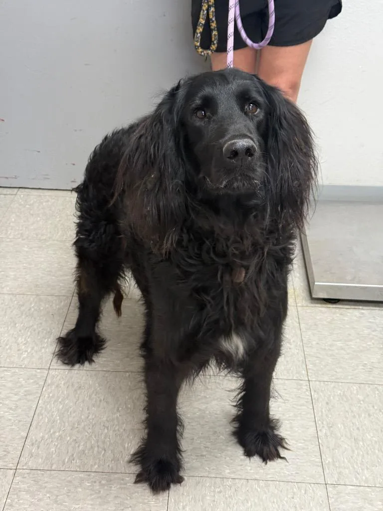 A young medium-sized male English Setter dog named Nathan for adoption in Sorrento, LA