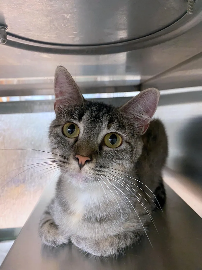 A young medium-sized female Torbie cat named Joyce A for adoption in Plano, TX