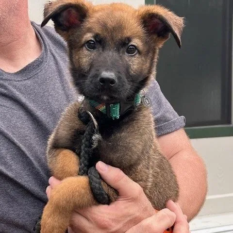 A baby small-sized male Black German Shepherd Dog dog named Risk for adoption in Bartlett, TN