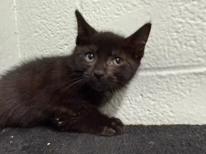 A baby small-sized female Domestic Short Hair cat named Ember for adoption in Washington, DC