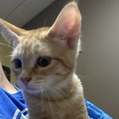 An adult medium-sized female Domestic Short Hair cat named Trixie for adoption in Merriam, KS
