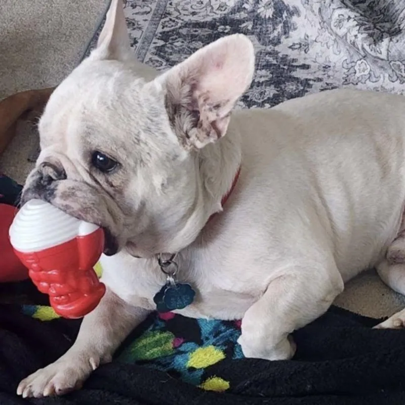 An adult medium-sized male White / Cream French Bulldog dog named Frank for adoption in Pelham, NH