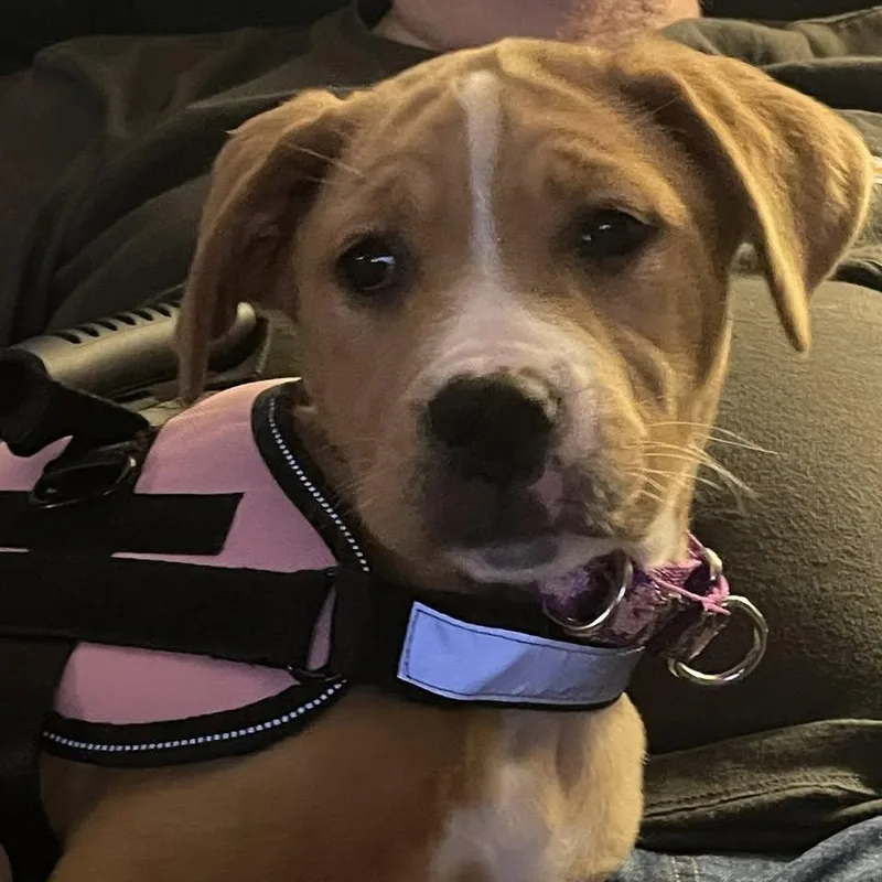 A baby large-sized female Boxer dog named Mercury for adoption in Crystal Lake, IL