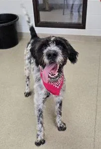 An adult medium-sized male German Wirehaired Pointer dog named Bansche for adoption in Bucyrus, OH