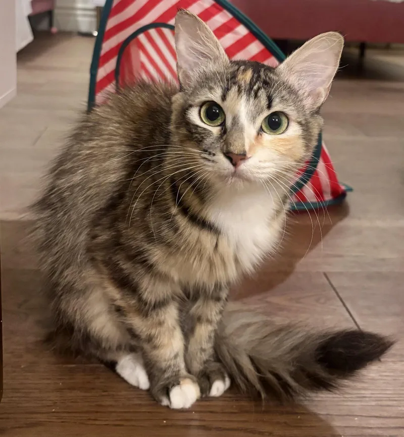 A young medium-sized female Calico cat named Paprika for adoption in Phoenix, AZ