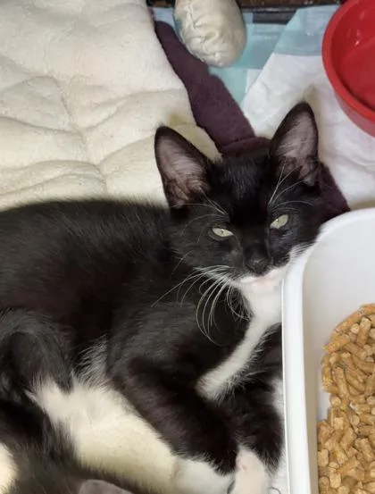 A baby small-sized male Domestic Short Hair cat named Reiss for adoption in Lawrenceville, GA
