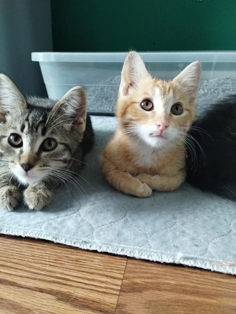 A baby medium-sized male Orange / Red Domestic Medium Hair cat named Blinkin for adoption in Battle Ground, WA