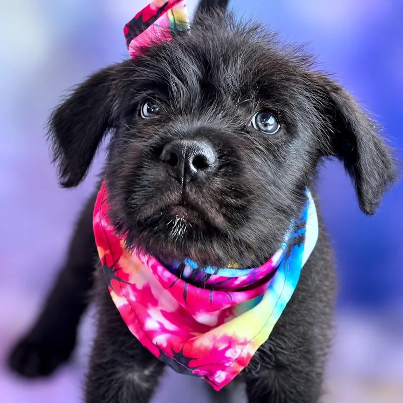 A baby small-sized male Terrier dog named Lightning for adoption in Boerne, TX