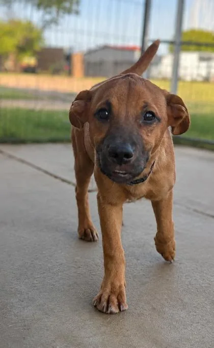 A baby medium-sized female Shepherd dog named Judith for adoption in West Memphis, AR