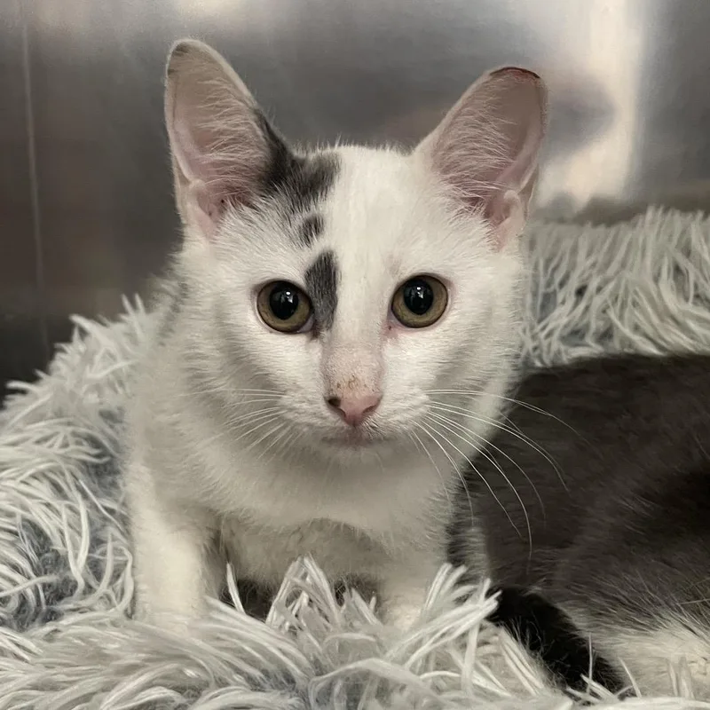 A baby small-sized male White Domestic Short Hair cat named Sting for adoption in Wantagh, NY