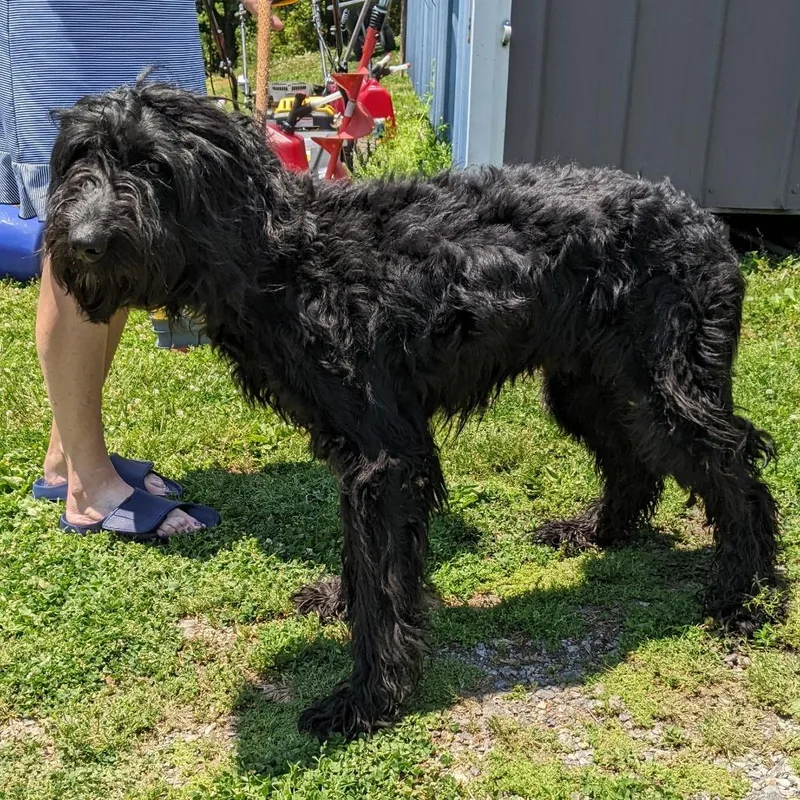 An adult medium-sized male Black Standard Poodle dog named Beckham for adoption in Charlottesville, VA
