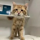 An adult medium-sized male Orange & White Domestic Long Hair cat named Goku for adoption in Hilliard, OH