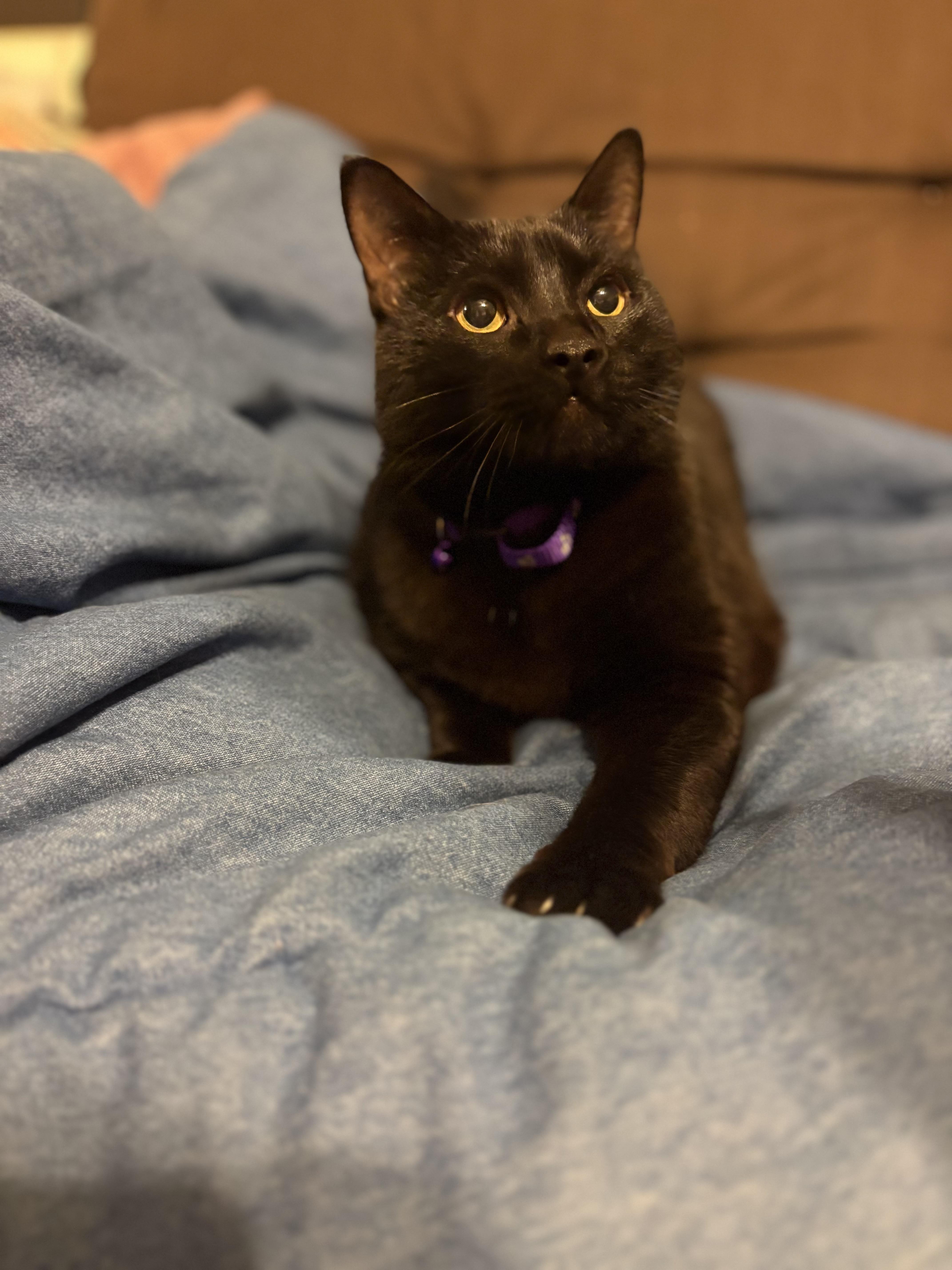 An adult large-sized male Black American Shorthair cat named Twitty for adoption