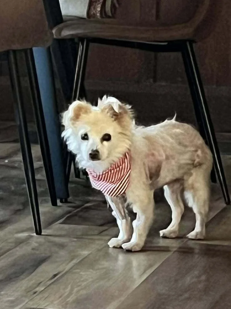 An adult small-sized female White / Cream Pomeranian dog named Gigi for adoption in Claremont, CA